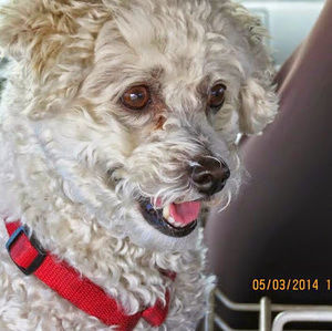 Meet your Posher, Joe